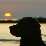 Hund am Strand im Sonnenuntergang